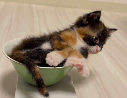 皿から上半身がはみ出ている子猫