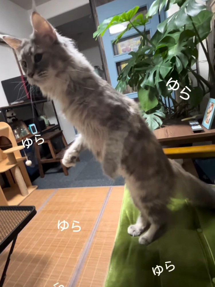 ゆらゆらと立つ猫