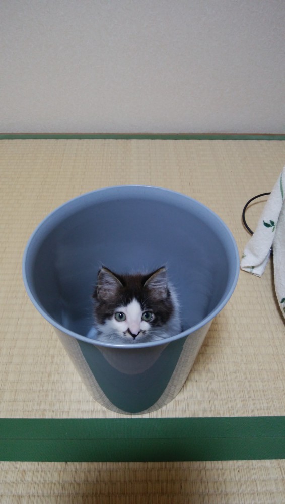 箱の中に入ってカメラを見上げる子猫