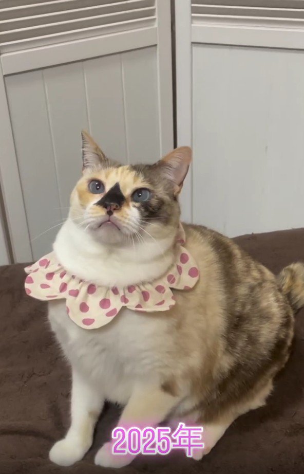 首輪をしている猫