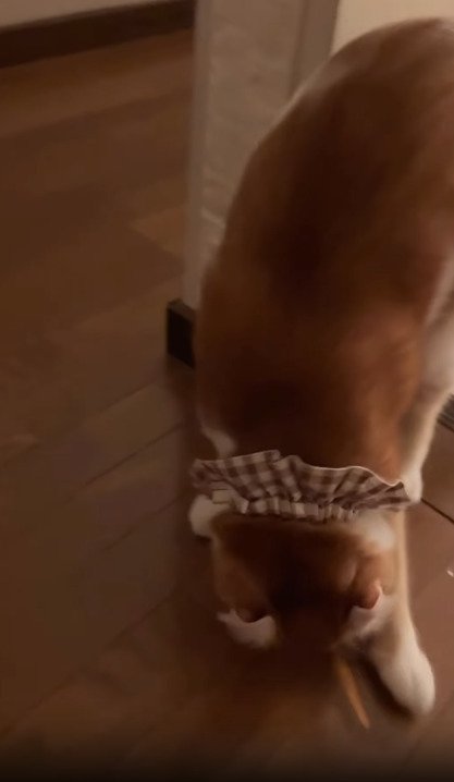 上の階に上がった猫