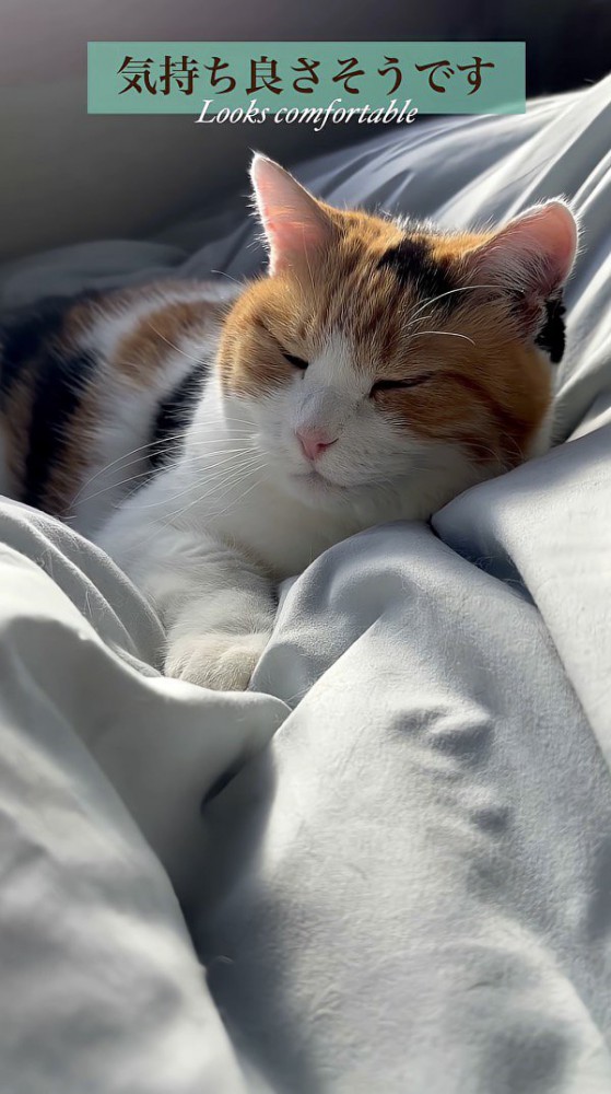 満足そうな顔の写真