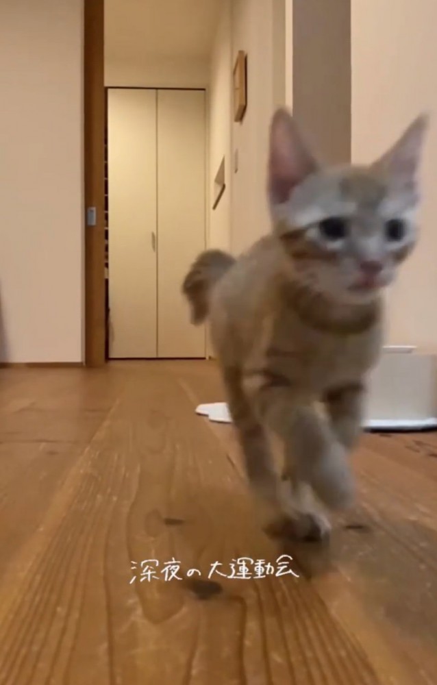 部屋を走り抜けるらいとくん2