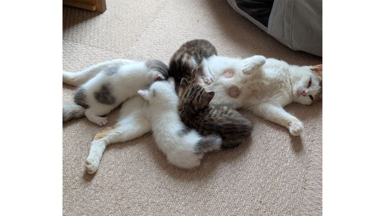 授乳している母猫と子猫