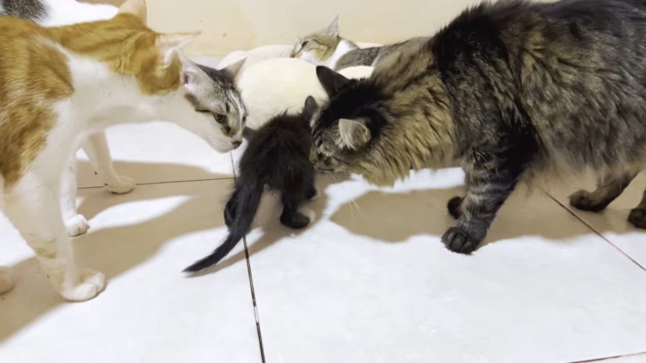 歩くネネちゃんに集合