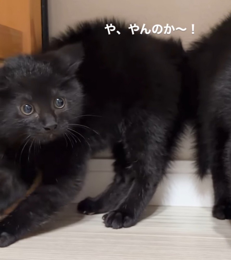 背中を丸めて毛を逆立てる左側の黒い子猫