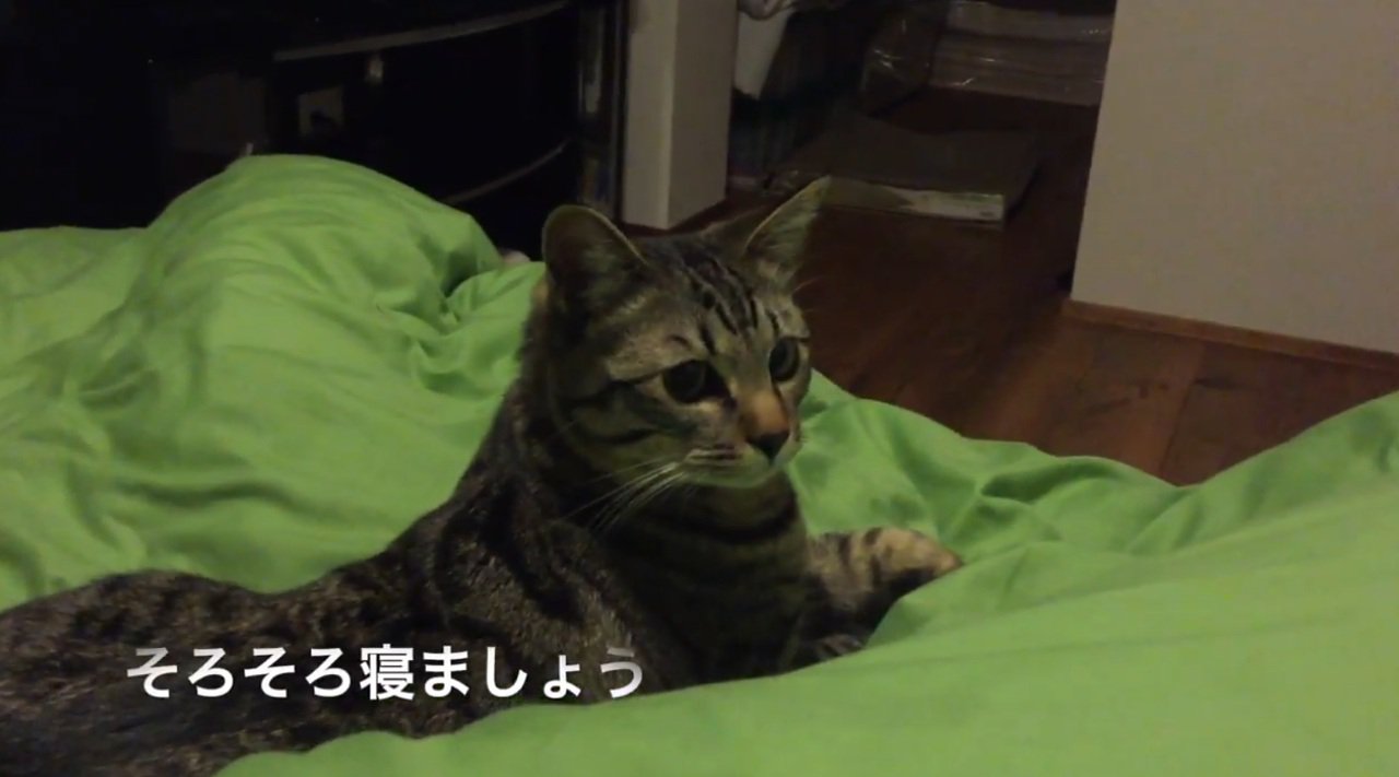 ベッドでくつろぐ猫