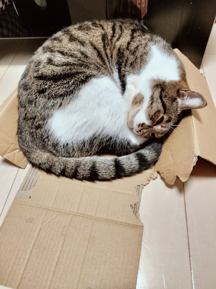 ボロボロになった段ボール箱の中で幸せそうに眠る猫