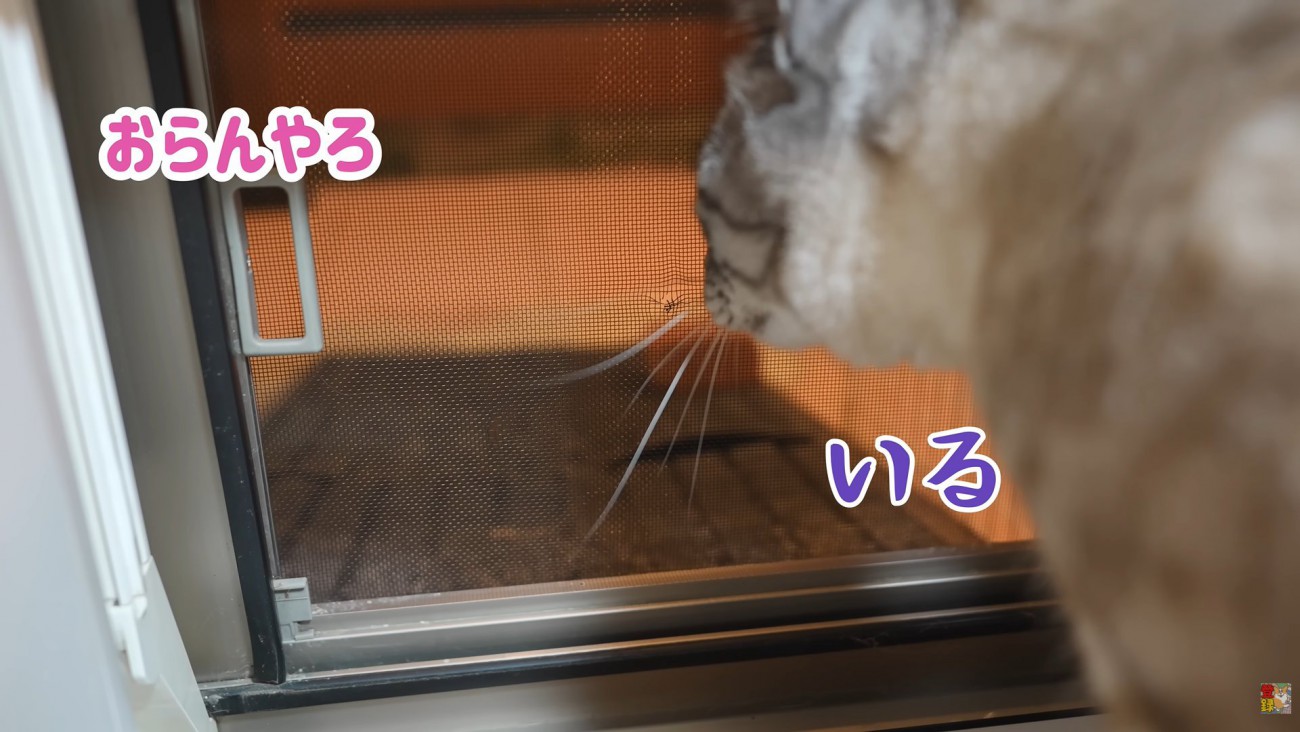 テロップ「おらんやろ」「いる」