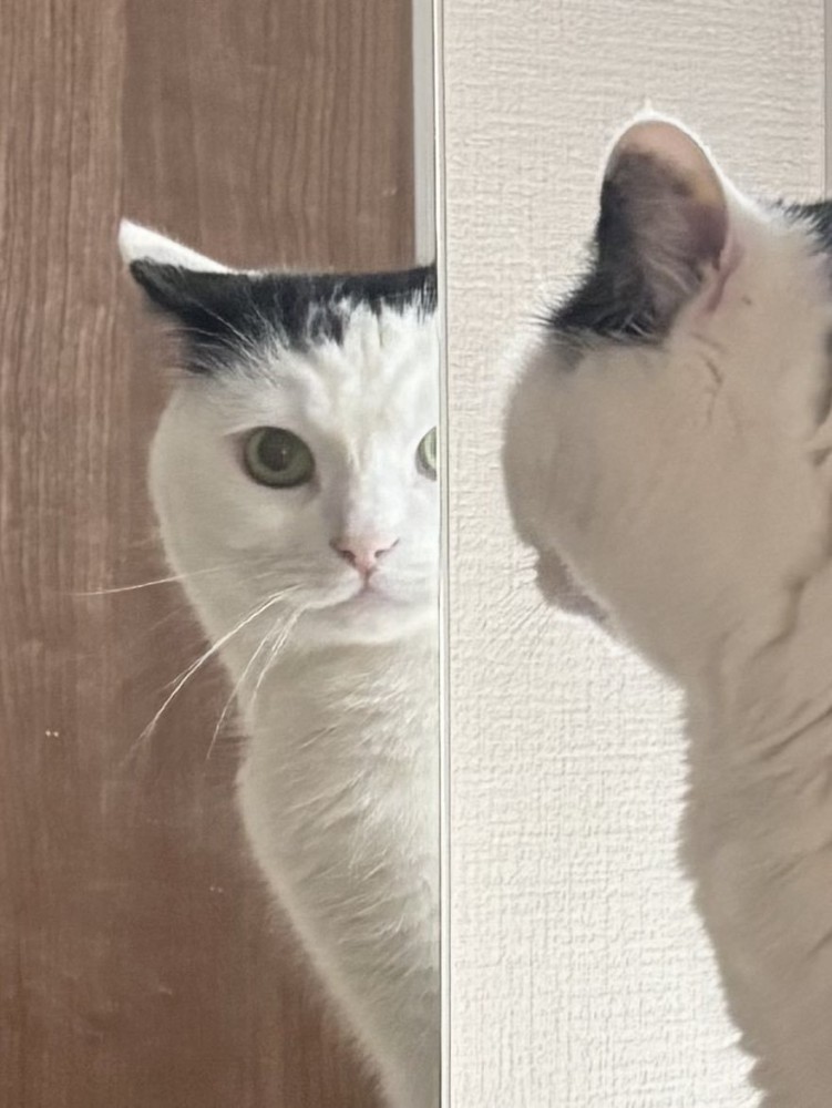 じーっと見つめる猫