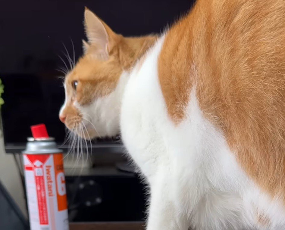 テーブルの上に乗る猫