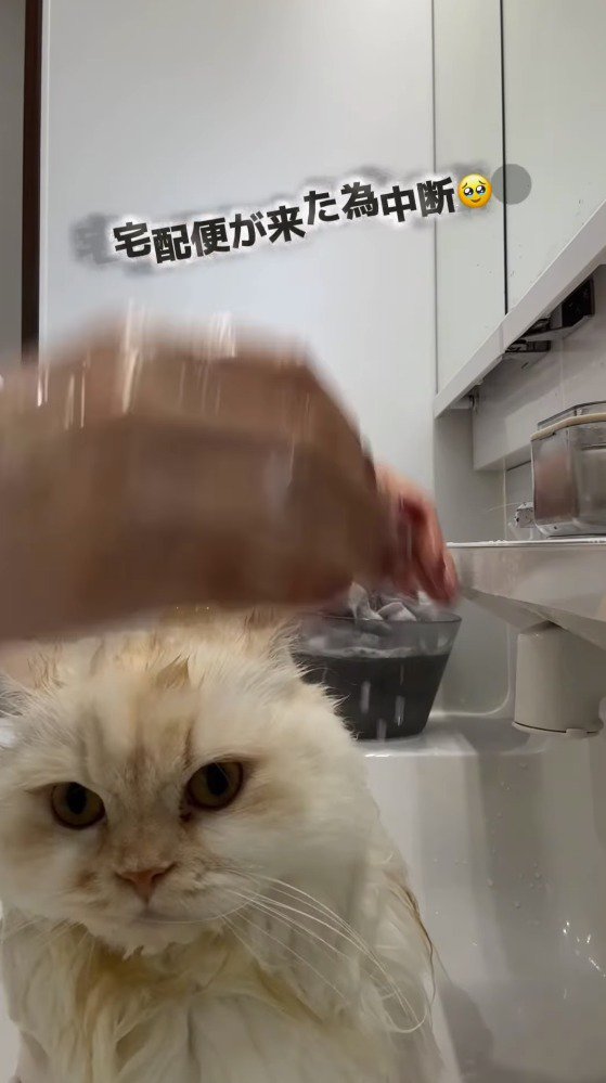 手についたシャンプーの泡を洗う飼い主