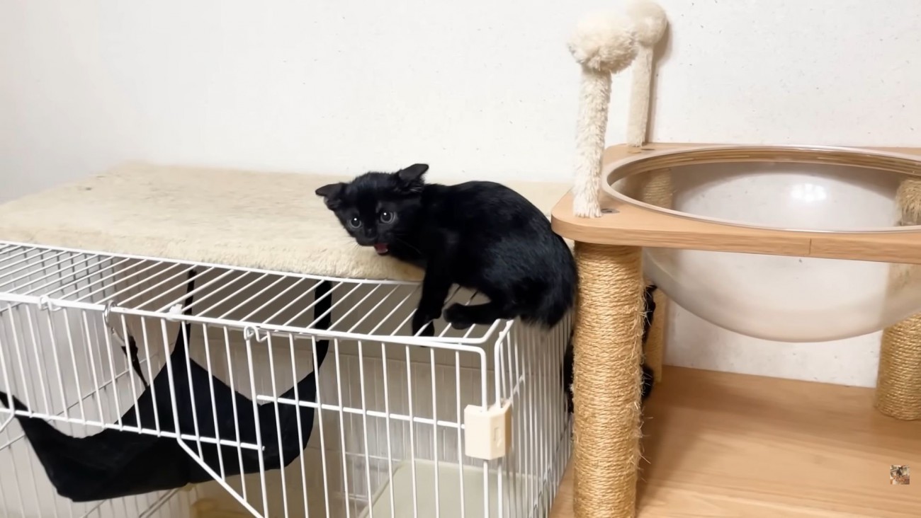 ケージ上にいる子猫
