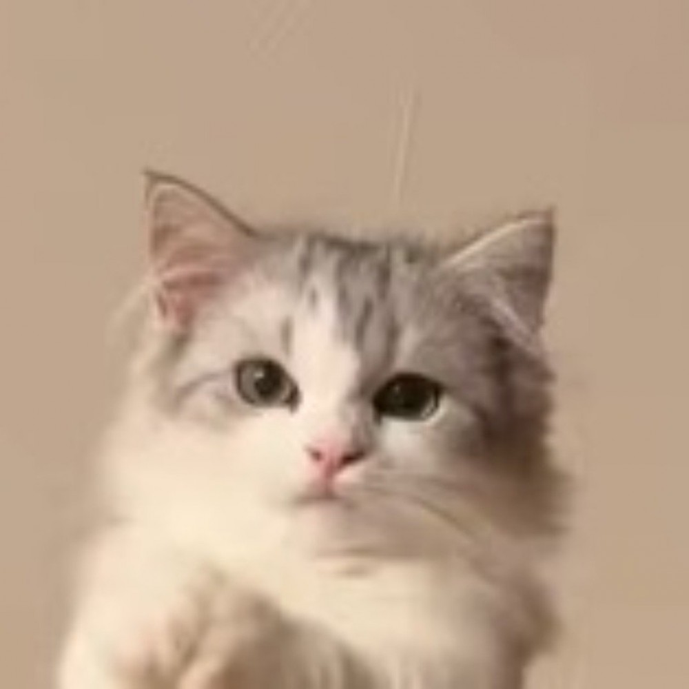 飼い主の方を見つめる猫