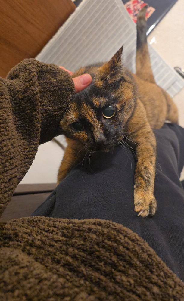 帰宅後すぐに抱っこを求める猫