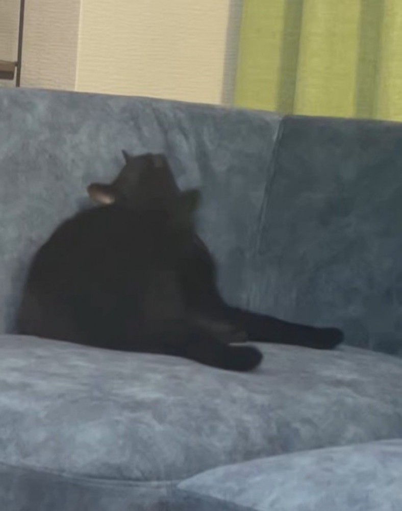 ソファの上で耳を掻く猫