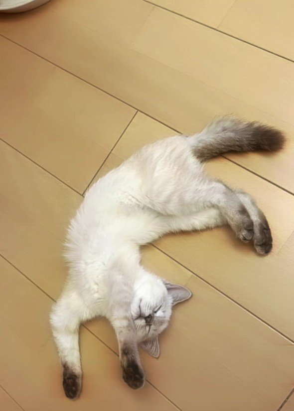 床に寝そべる猫