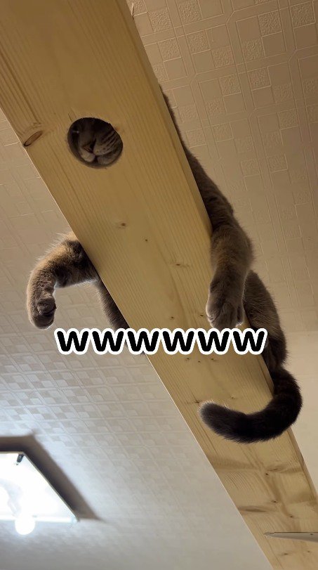 キャットウォークの穴に顔をはめた猫を見て笑う飼い主