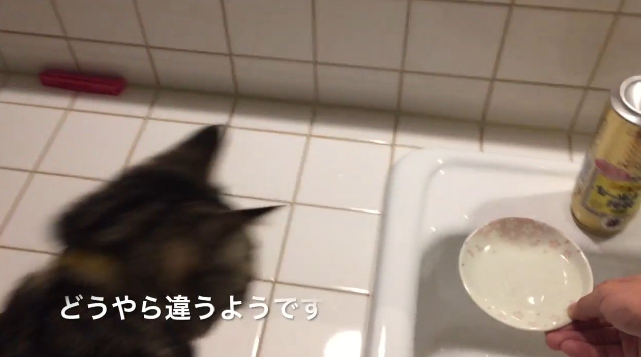 水のうつわをみている猫