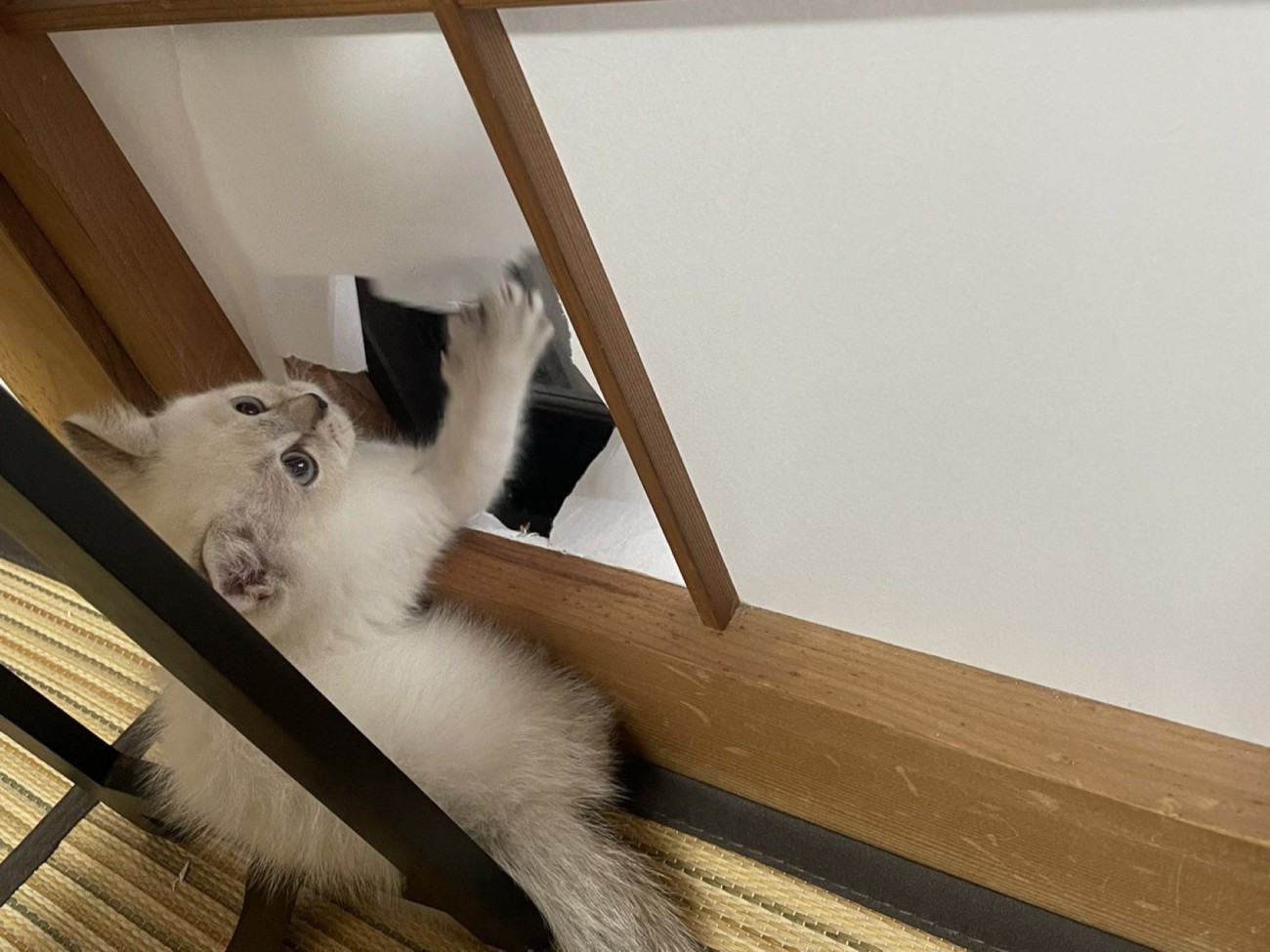 障子を破る子猫