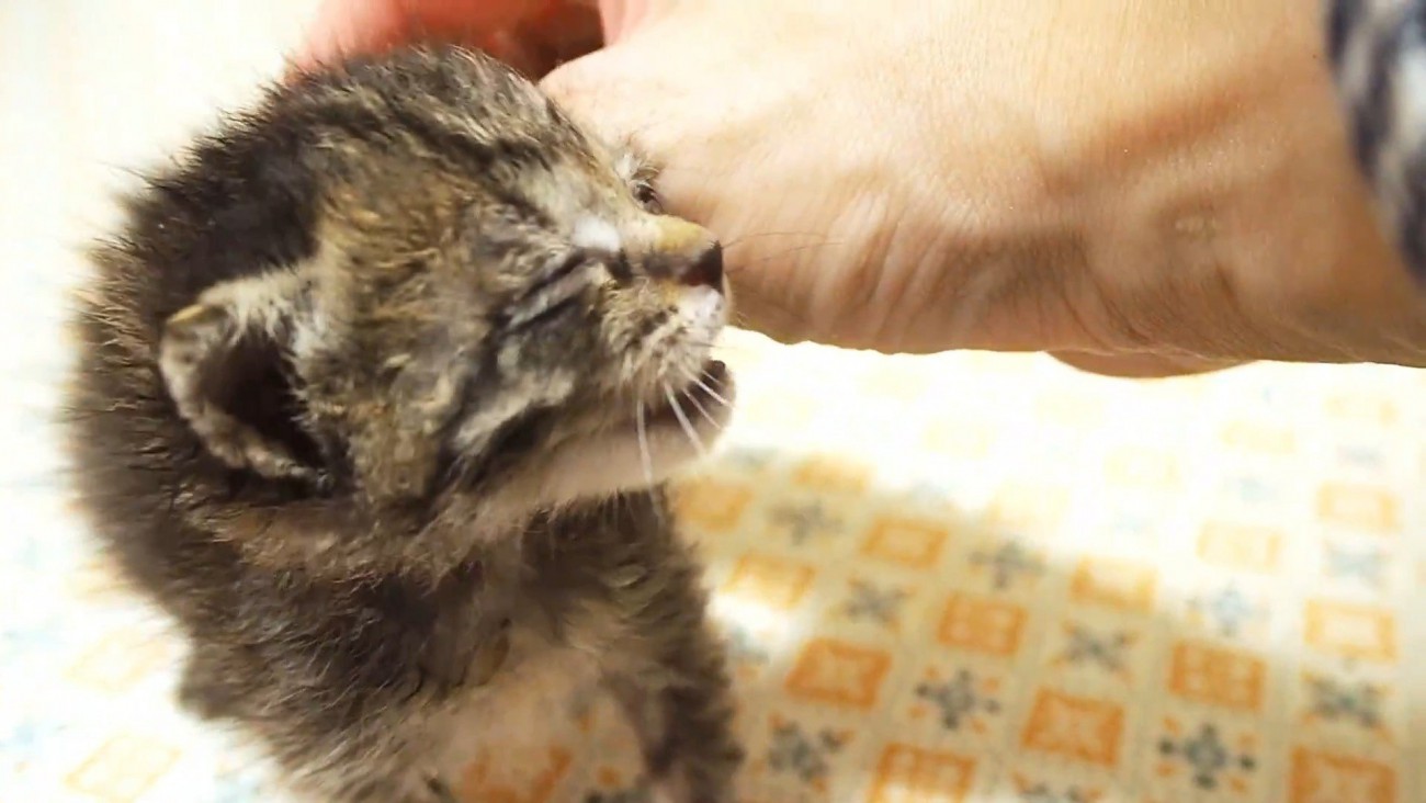なでられる子猫
