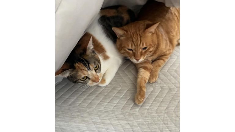 ベッドにいる猫たち