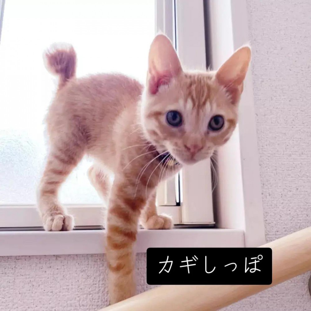 窓際に立つ子猫
