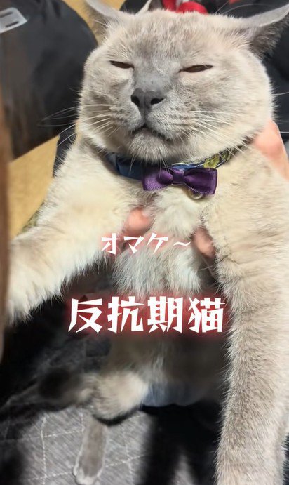 目を閉じそうな猫