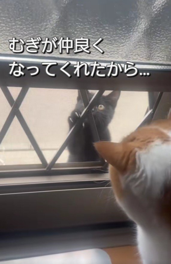 ドアを挟んで向き合う2匹の猫