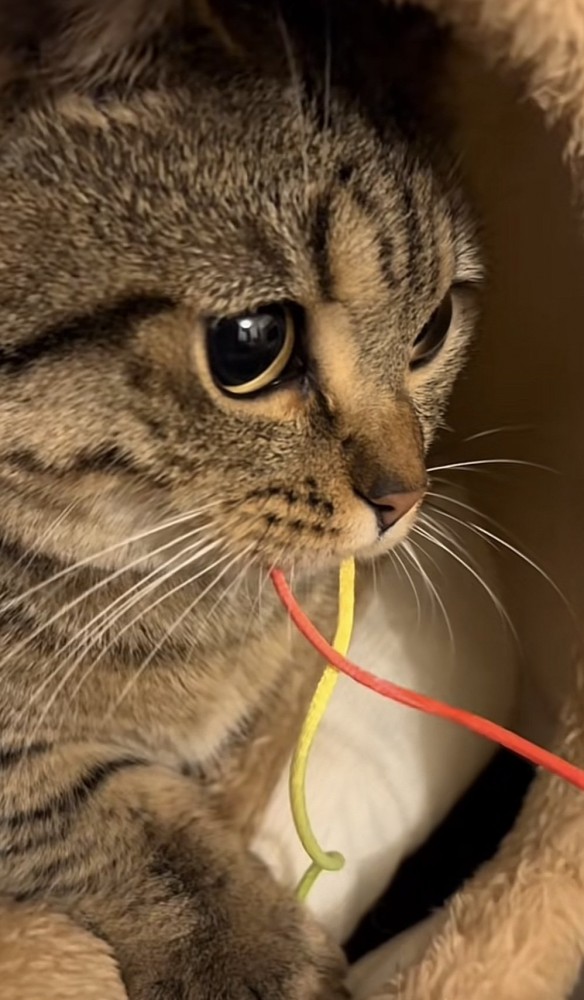 おもちゃを咥える猫の写真2