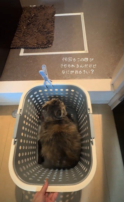洗濯カゴの中でルームツアーをしたがる猫