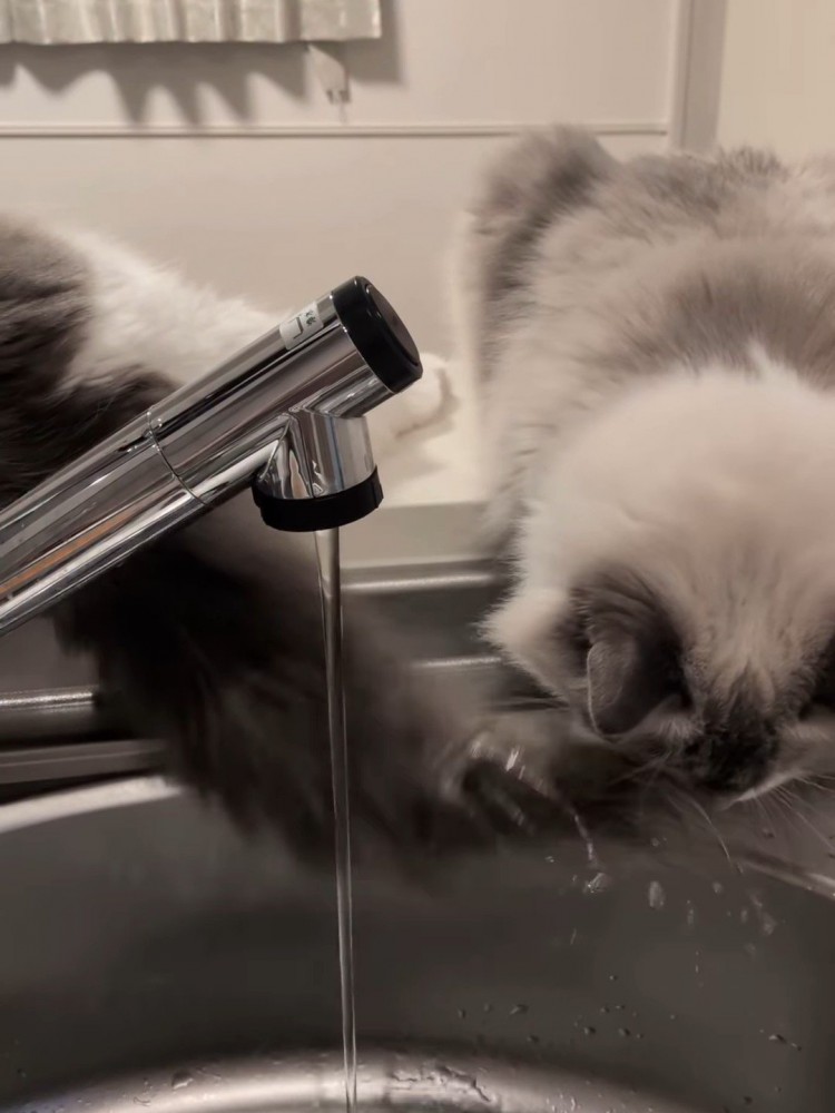 隣の猫のしっぽが顔に当たる猫