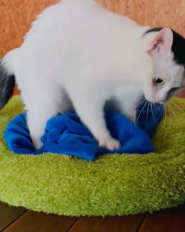 毛布の上に立っている猫