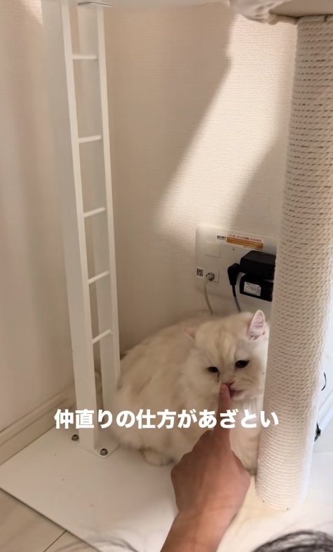 差し出された人差し指を舐めている猫