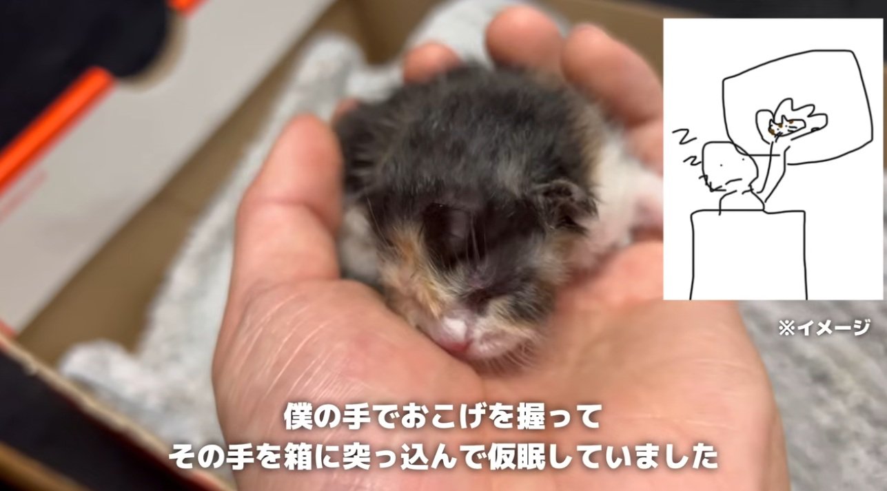手の上で眠る子猫