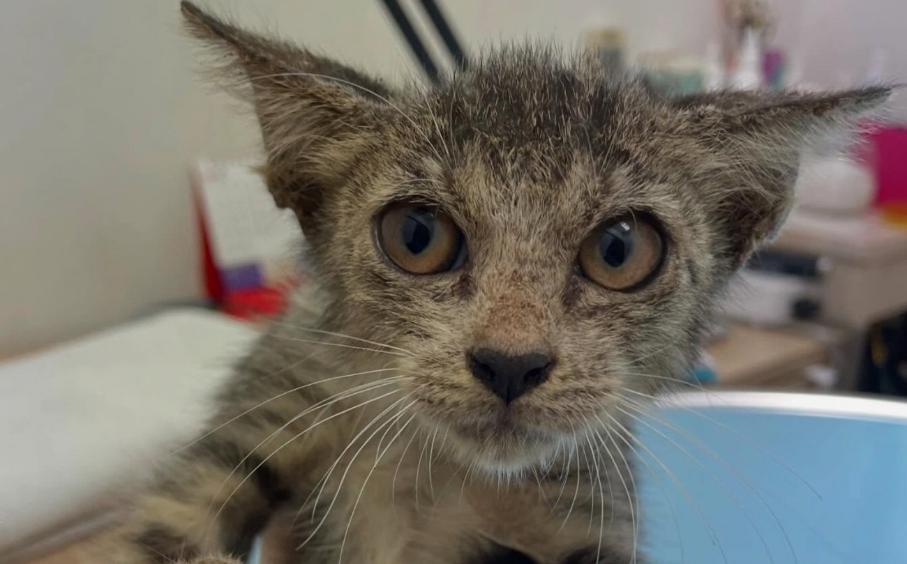 子猫の顔アップ