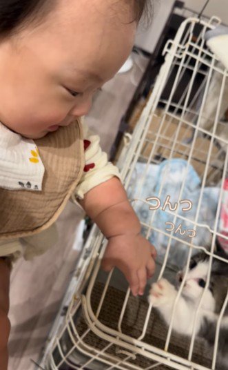 手をつんつんする子猫