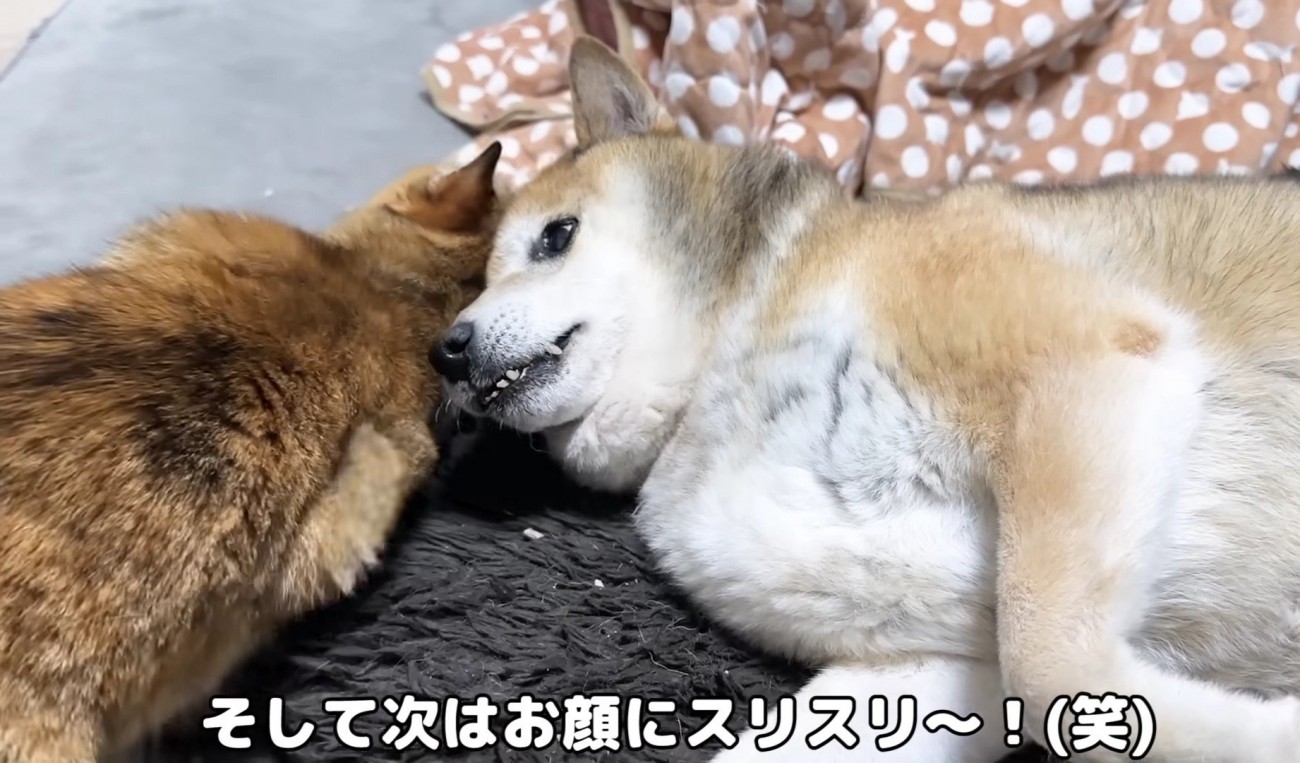 リキくんのお顔にすりすりするリサちゃん