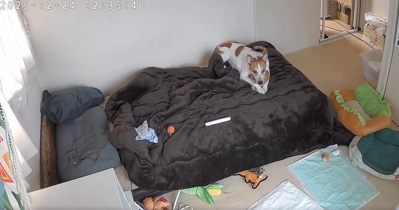 ベッドの上の犬