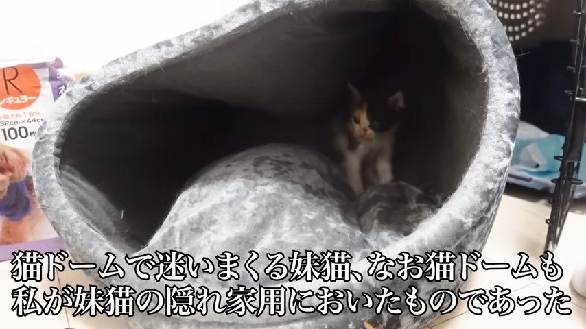 猫ドームの中から兄猫を見守る妹猫
