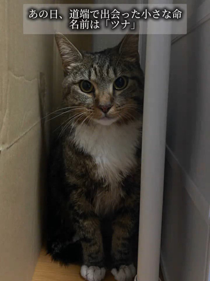 おすわりする成猫