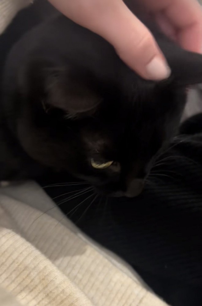 ママの膝に乗る黒猫