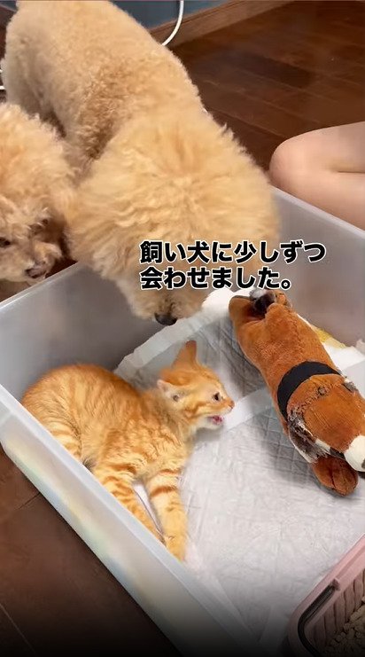 2匹の犬たちと対面する猫