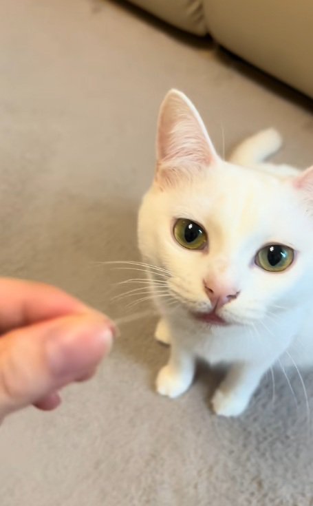 ひげを持っている飼い主と白猫