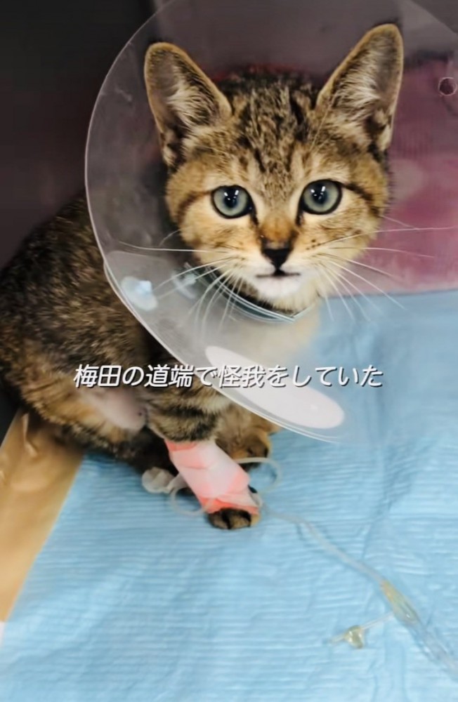 足に包帯を巻いて首にカラーを付けた保護猫