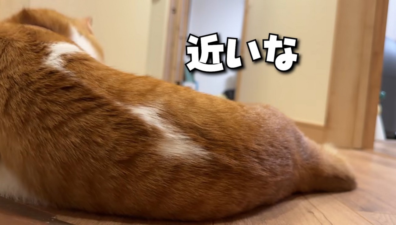 廊下で寝そべる猫