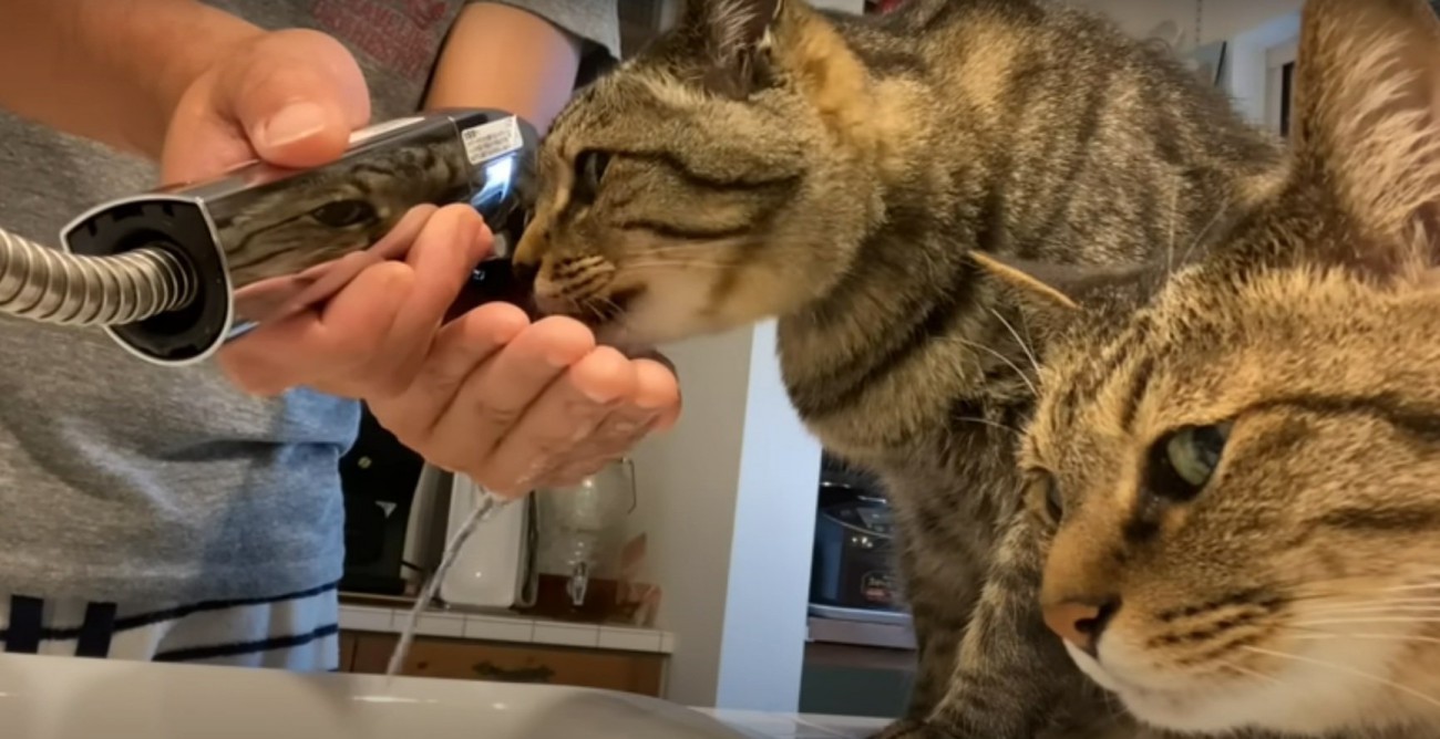 キッチンの上にいる2匹の猫