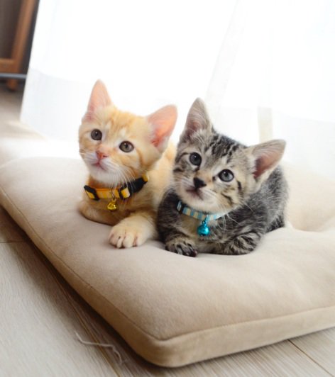 座布団に座っている二匹の子猫