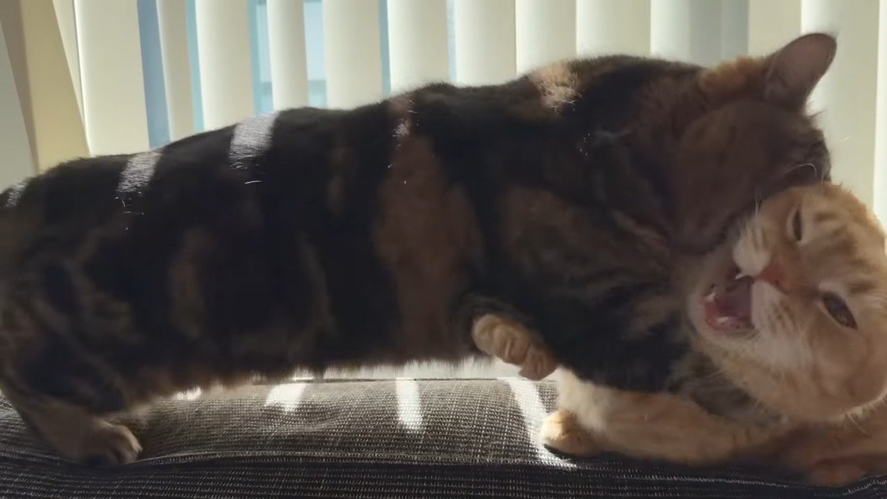 噛みつくメルくん