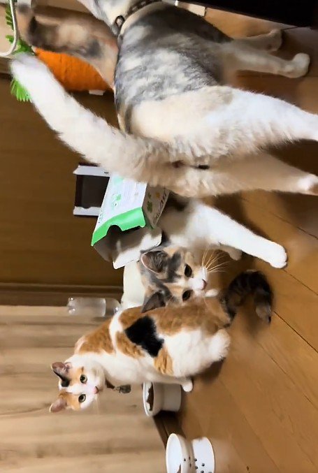 集まる複数の猫